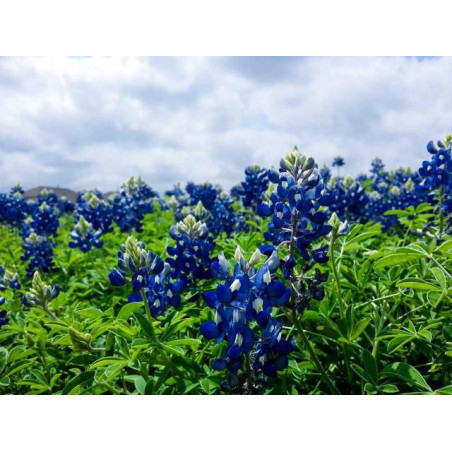 Durable Silk Car fr-FR